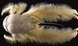 鳄鱼属于什么类动物 鳄鱼属于什么类动物