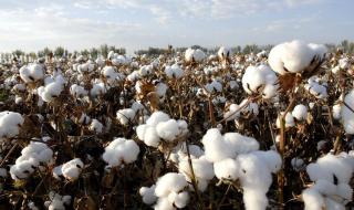 新疆棉花多少钱一斤 新疆棉花多少钱一斤
