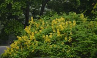 有点顶是什么梗 有点顶是什么梗