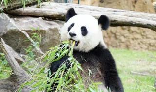 丫丫熊猫怎么回事 丫丫熊猫怎么回事