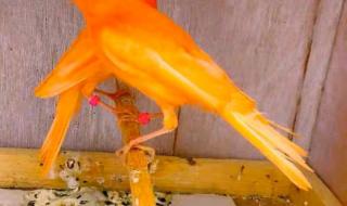 玉鸟的叫声大全 玉鸟的叫声大全