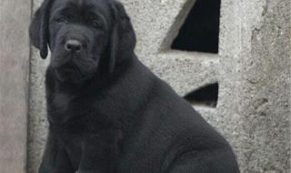 黑色拉布拉多犬价格