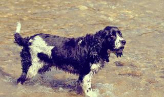 什么样的电吹风好 什么样的电吹风好