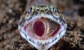 石斑鱼用什么呼吸 石斑鱼用什么呼吸